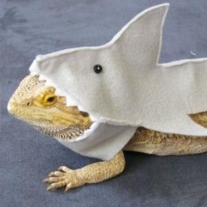 Meet your Posher, Gavin